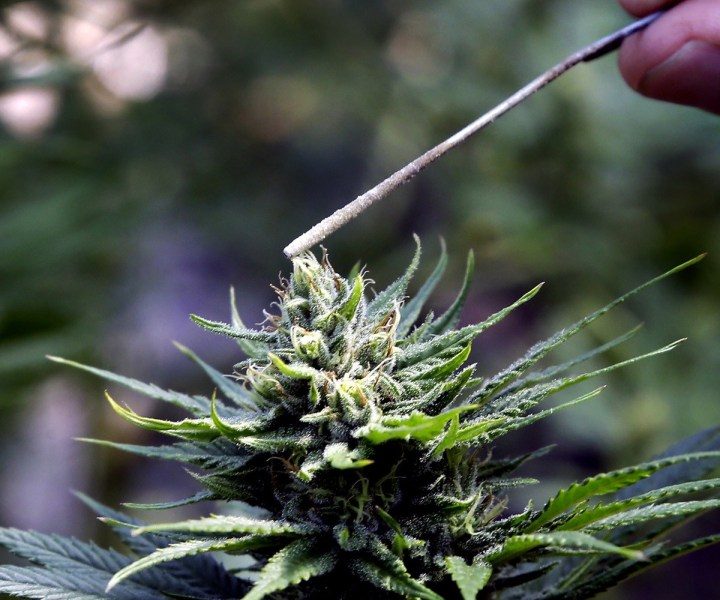 CSU Is Building A Research Center With A $1.5 Million Gift From An Alumna To Study Cannabinoids Beyond CBD And THC – Colorado Public Radio