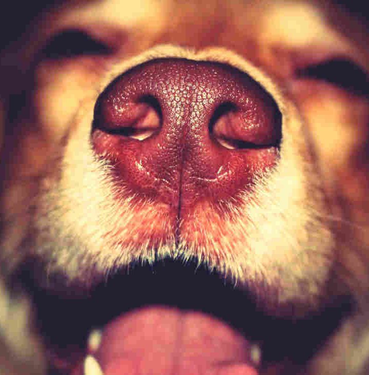 “‘Doctor Dogs’ Teaches Us Our Best Friends Can Be Life Savers, Too : Shots – Health News – NPR