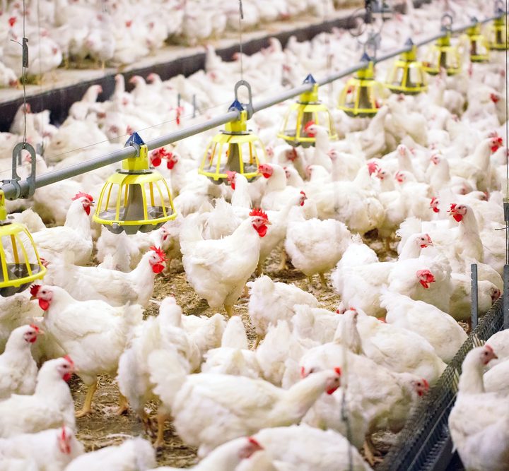 Domino’s and Burger King on List of Companies Using Chickens Bred to Grow Too Fast Under Terrible Health Conditions – One Green Planet