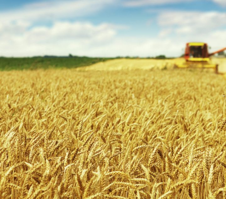 General Mills partners with Kansas wheat growers | 2020-01-29 – Food Business News