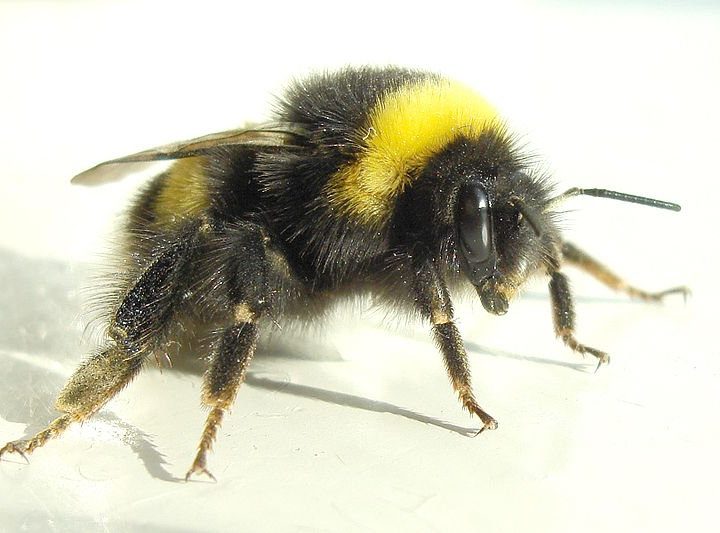 If you want to save bumble bees, plant these flowers in your yard – KTVI Fox 2 St. Louis