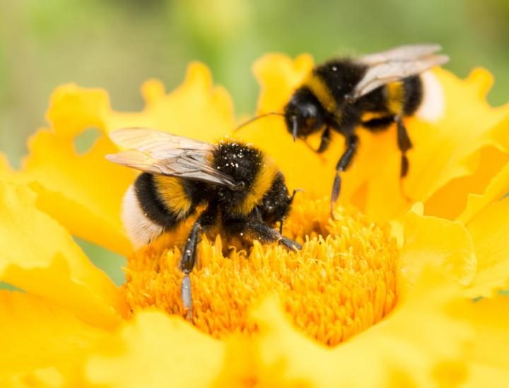 If you want to save bumble bees, plant these flowers in your yard – WDJT
