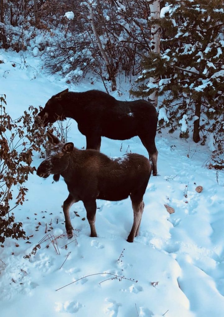 Master Gardener: Let nature feed the animals – Steamboat Pilot & Today