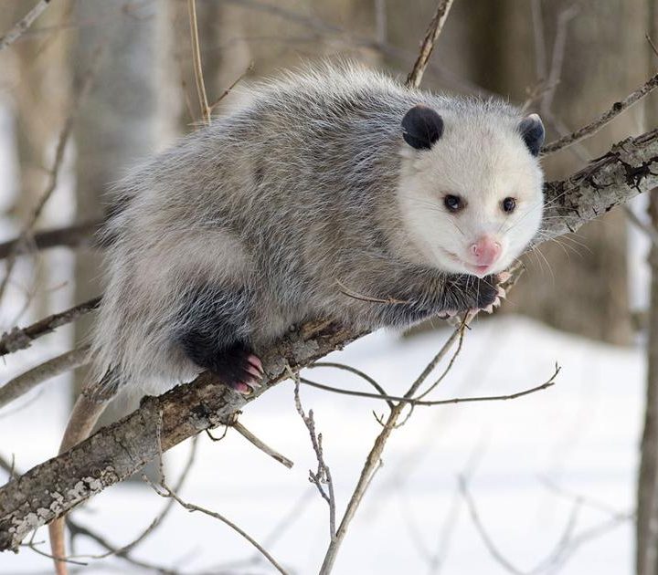 Natural Connections: What opossums eat | Free – Ashland Daily Press