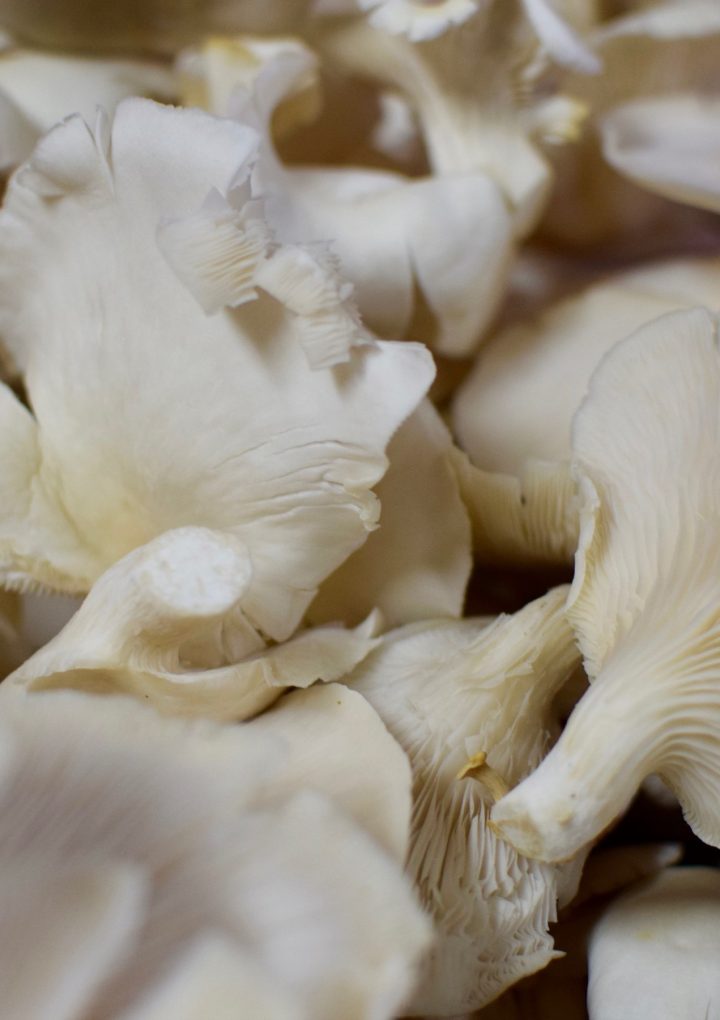 Natural Psilocybin Medicines and Training Hit the Market – PRNewswire