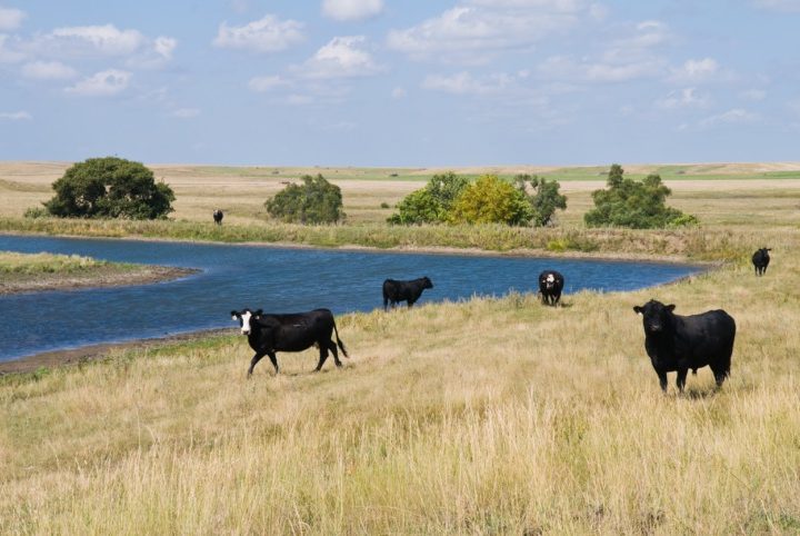 New Conservation Area in Texas Boasts Hundreds of Natural Springs – KTIC