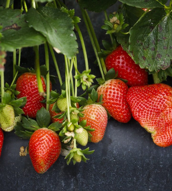 Organic produce can benefit from bug bites, study finds – Mic