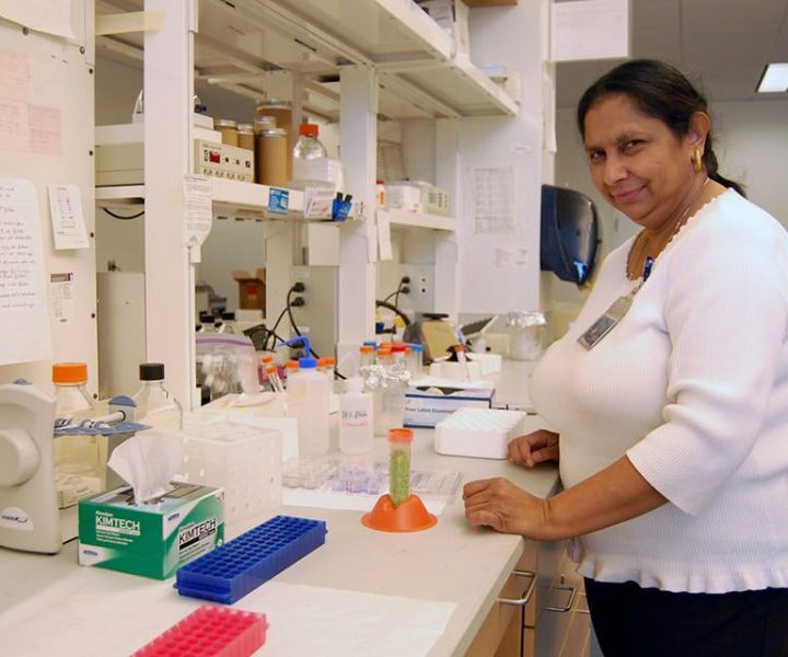 SLU Study: Indian Fruit Shows Promise As Cancer Fighter – The University News