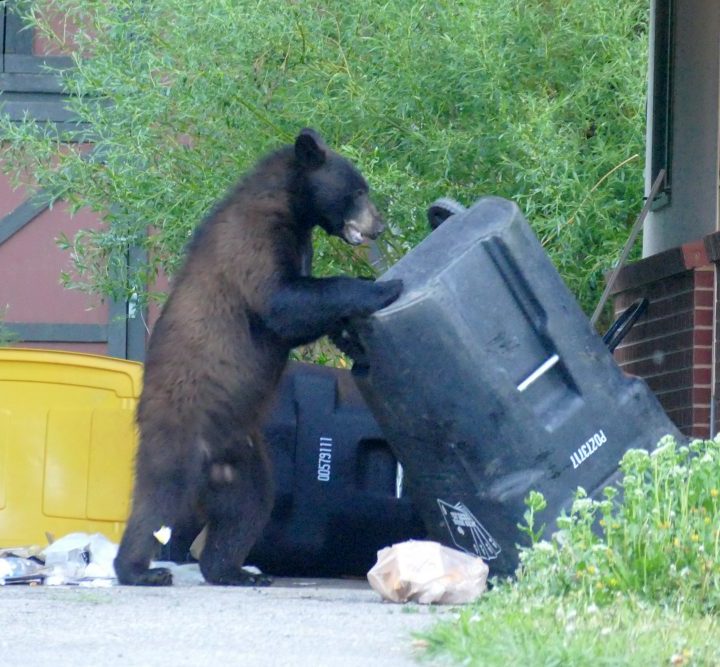 Steamboat Council moves towards requiring bear-resistant trash containers – Steamboat Pilot & Today