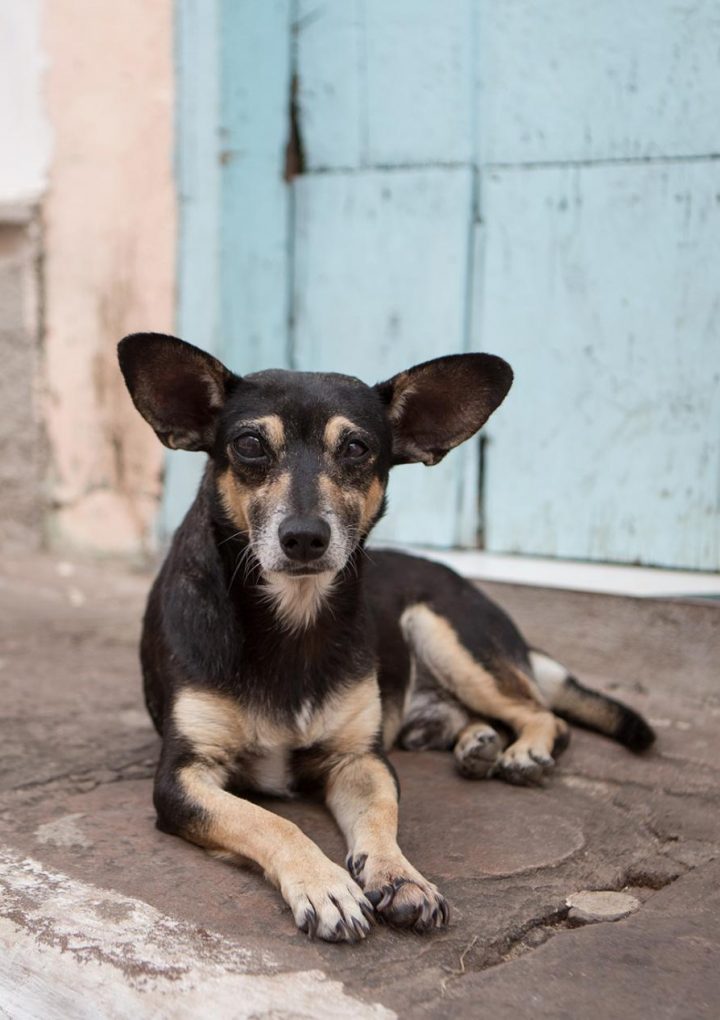 Stray dogs have the natural ability to understand human gestures – National Geographic