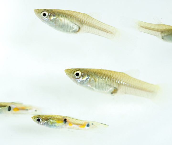 Trinidad’s guppy-filled streams provide natural lab for genetic rescue research – MSUToday