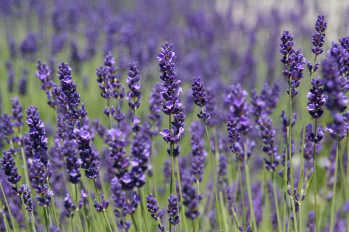 UCI Podcast: Herb appeal – UCI News