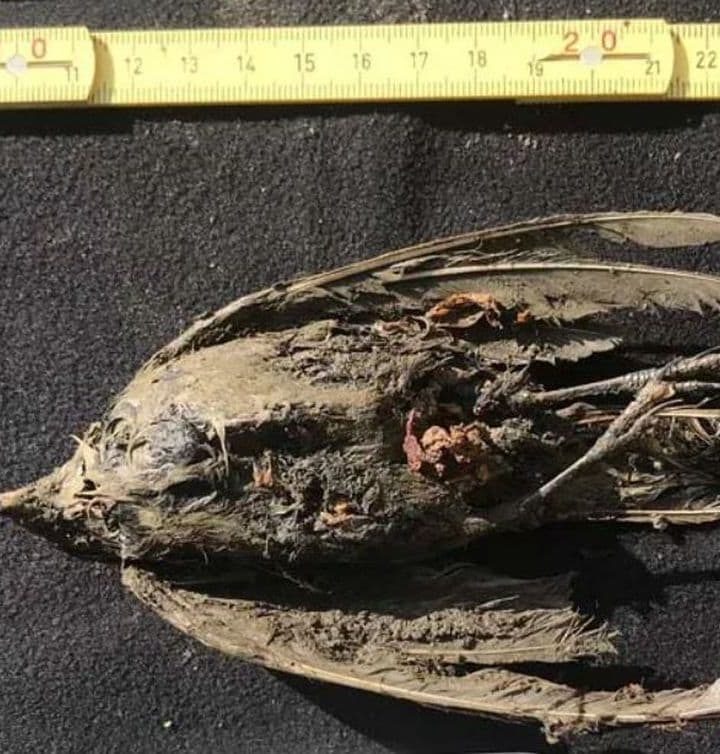 46,000-year-old bird found frozen in Siberia sheds light on the end of the ice age – The Washington Post