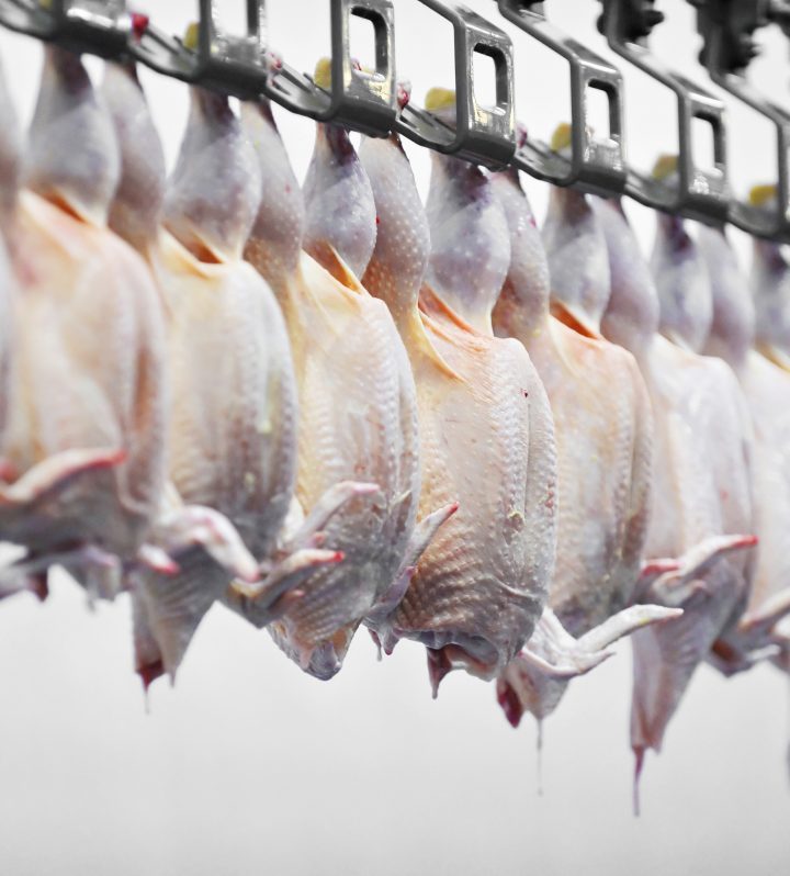 Amid Widespread Disease Transmission Concerns Linked to Meat Consumption, USDA Approves Slaughterhouses to Kill Birds 25% Faster – One Green Planet