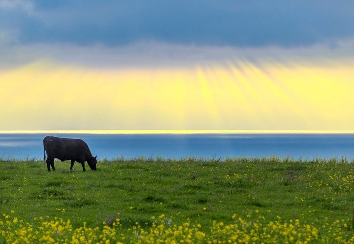 California Can Be Carbon Neutral in 25 years–with Drastic Action – Scientific American