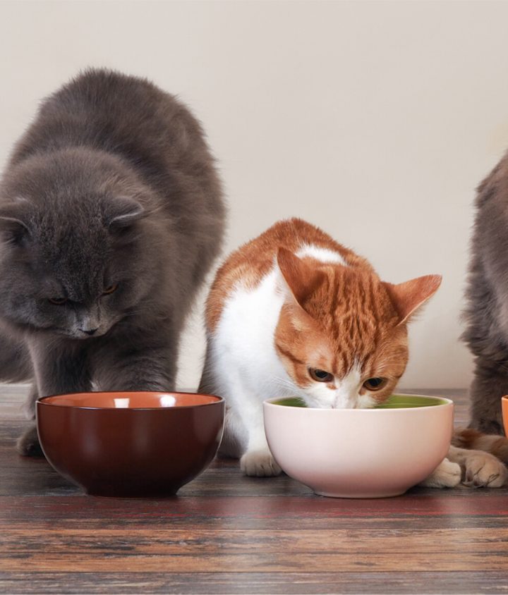 Cat Food Mystery Foils Diet Study – NC State News
