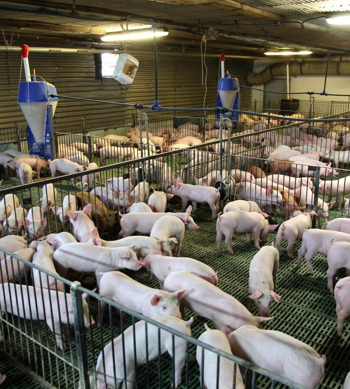 Centers for Disease Control Warns of Hepatitis E Outbreak Transmitted via Consumption of Raw or Undercooked Pork Products – One Green Planet