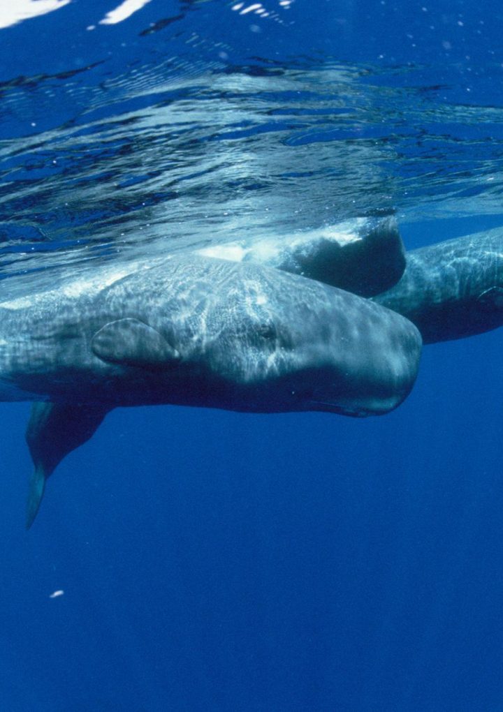 Earthquakes can make it harder for whales to find food, first-ever study says – National Geographic