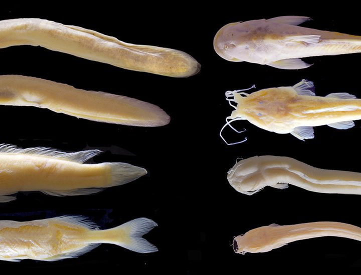 Earth’s Deepest River Conceals an Evolutionary Mystery – The New York Times