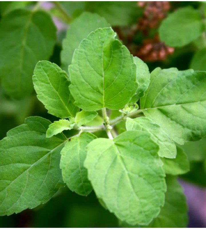 Eat few leaves in their natural form to reap multiple health benefits – The Statesman