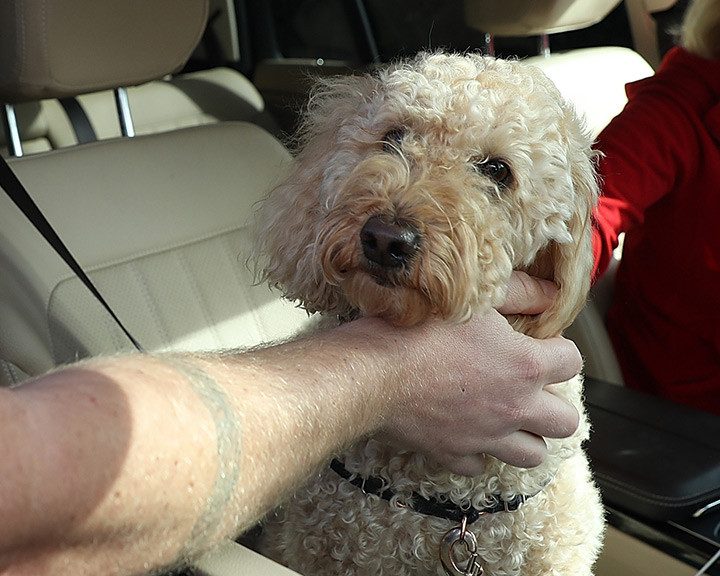 FDA Warns About Frozen Dog Food Over Salmonella Risk – CBS New York
