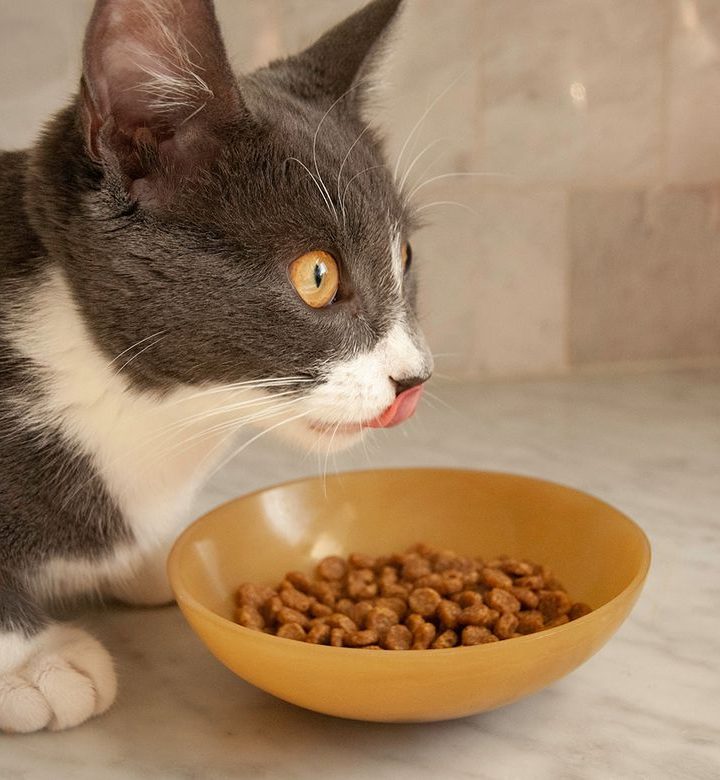 Global Natural Cat Food Market 2019 Analysis report with Cross-Channel, Opportunities, Upturn Growth by 2024 – News Times