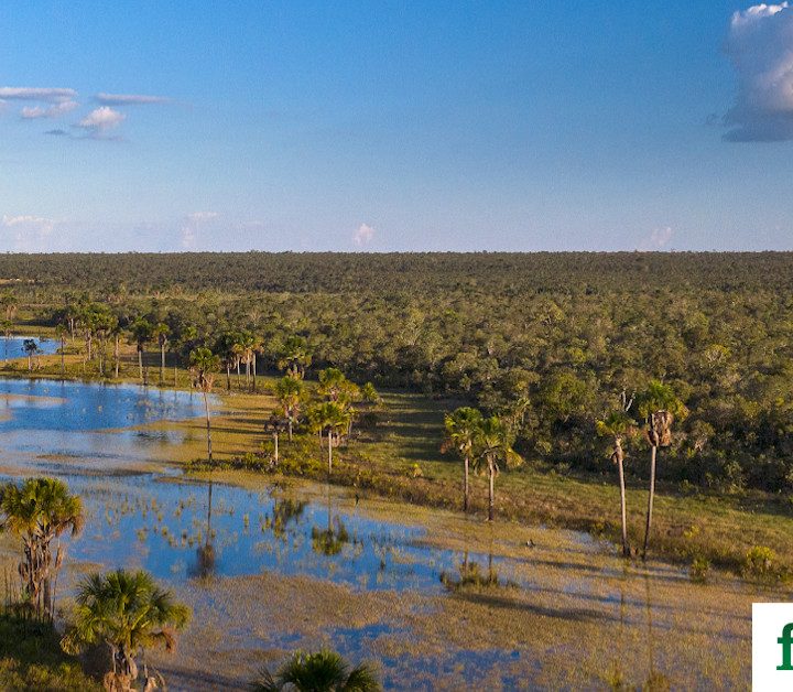 Global Soy Trade Drives Amazon Deforestation Amid Human Rights Concerns – Food Tank