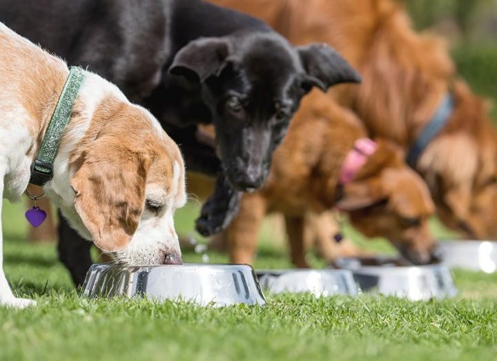Healthy pet food brands with natural, organic ingredients driving sales – Fox Business