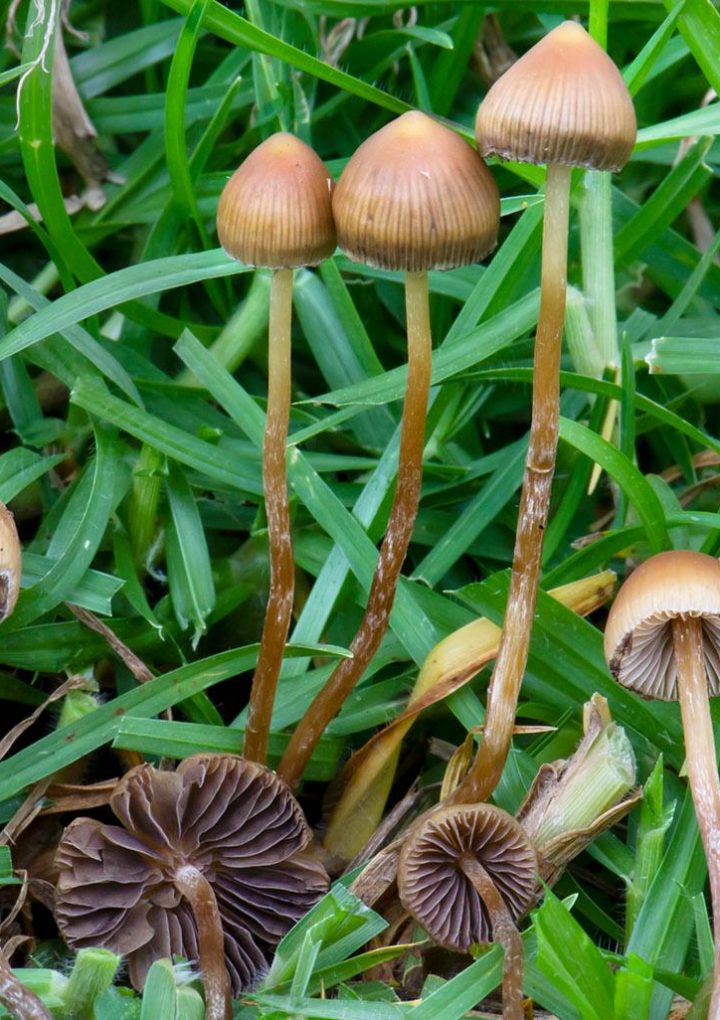 In Chicago, Legal Pot Could be Just the Beginning. Are Mushrooms Next? – WTTW News