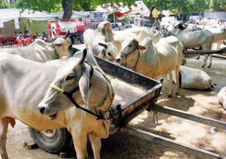 Indian scientists government to withdraw research on benefits of cow dung, urine – WION