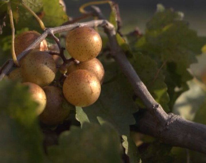 ‘It’s going to change the health of the nation:’ Growers tout health benefits of local grape – Home – WSFX