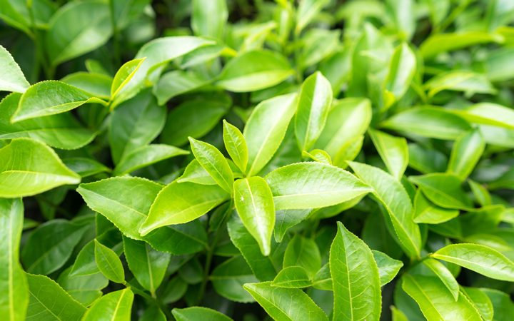 Natural extracts in medicine formulation improves hypertension drugs – European Pharmaceutical Review