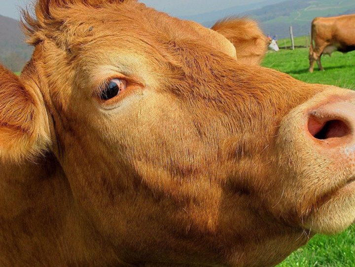 No Meat, Just Cow Urine and Dung: Indian Spiritual ‘Scientists’ Have ‘Treatment’ for Coronavirus – Sputnik International