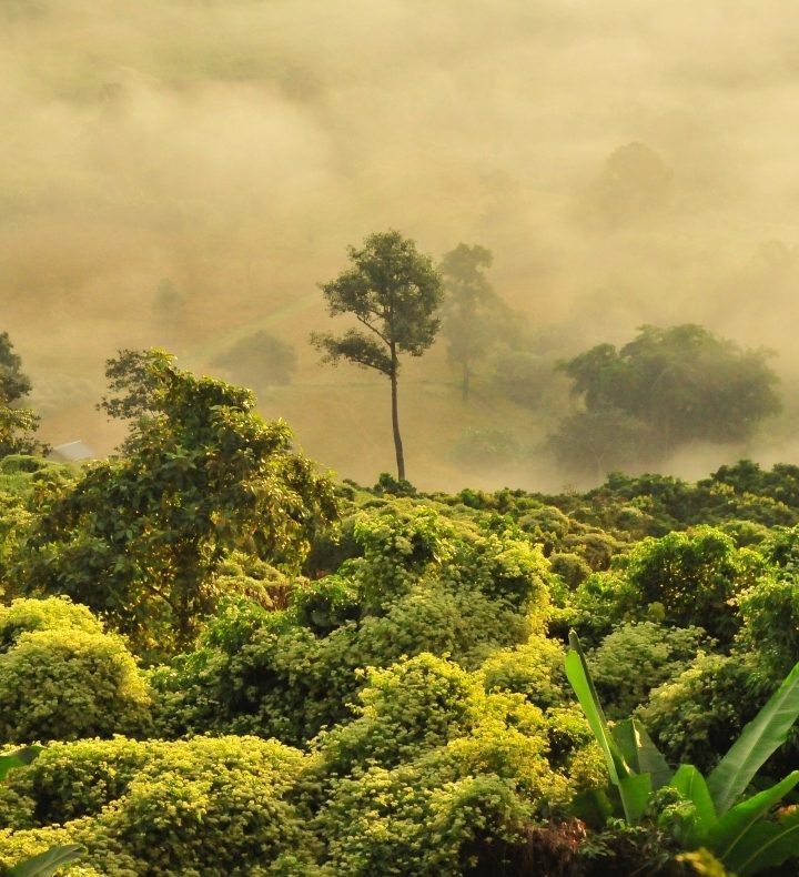 Plant Nutrient Map Sheds Light on Carbon Sinks – Stanford University News