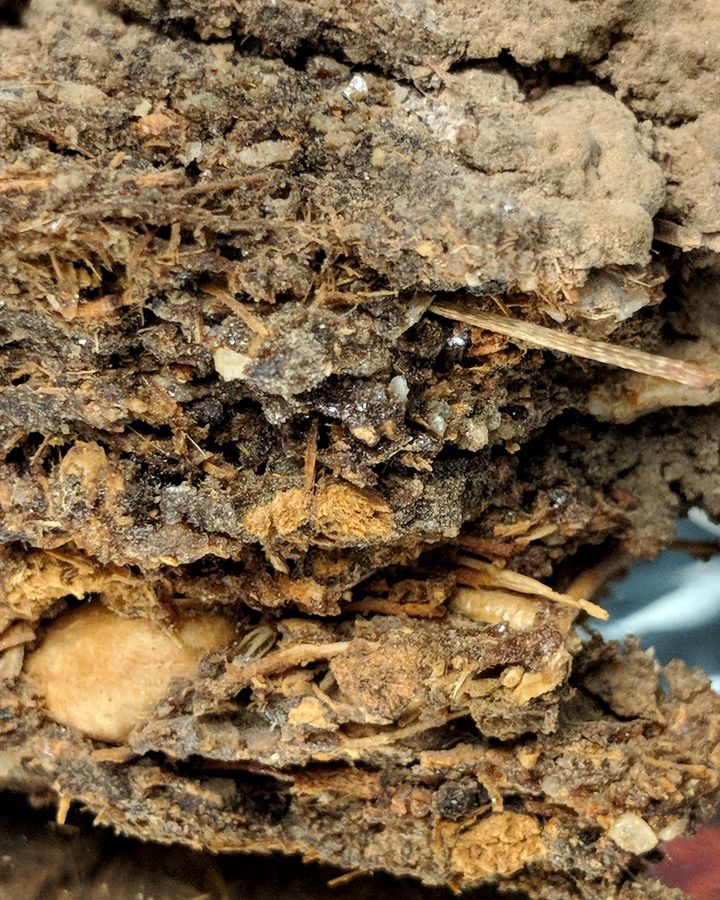Reading the past in old, urine-caked rat’s nests – Hartford Courant