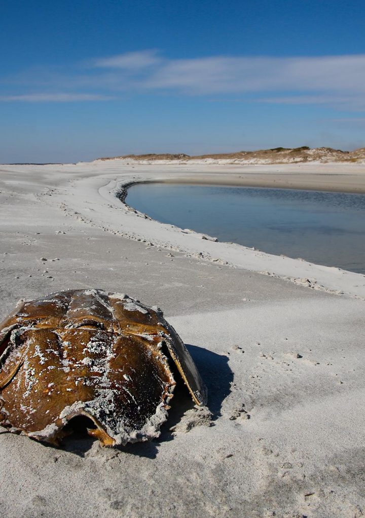 UBEDA: Helping the helpful horseshoe crab – Sarasota Herald-Tribune