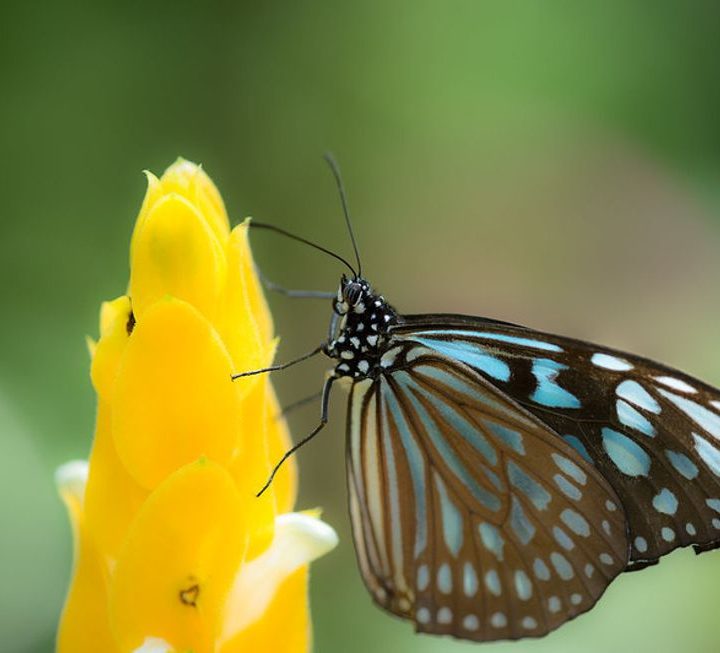 An Emerging Threat to Conservation: Fear of Nature – EcoWatch