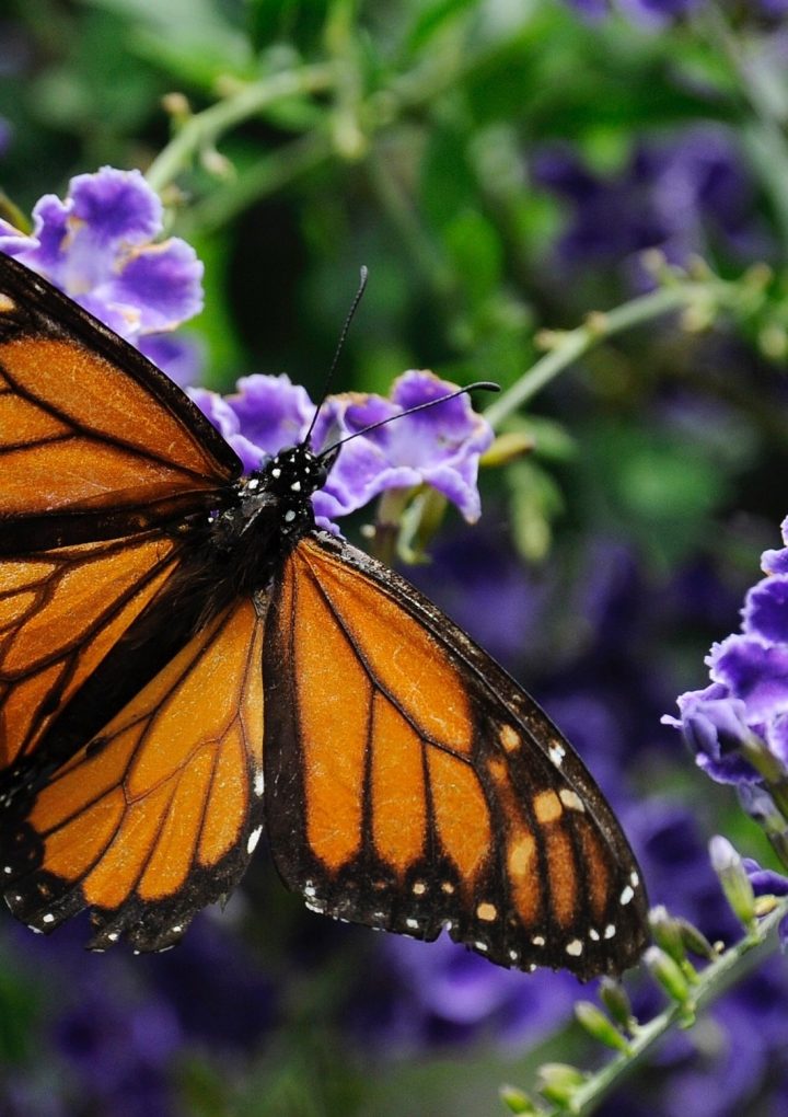 An emerging threat to conservation: fear of nature – Salon