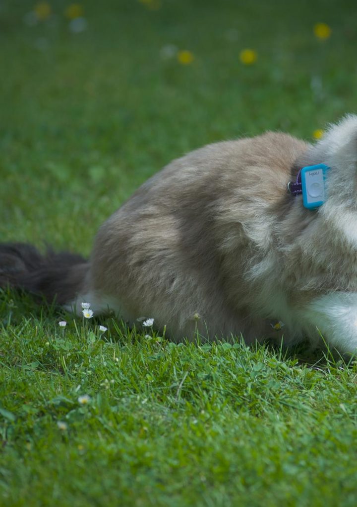 ‘Cat Tracker’ study shows where pet cats go when they’re outside – National Geographic