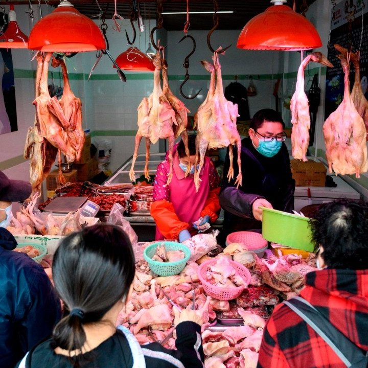 China promotes bear bile as coronavirus cure – Fox News