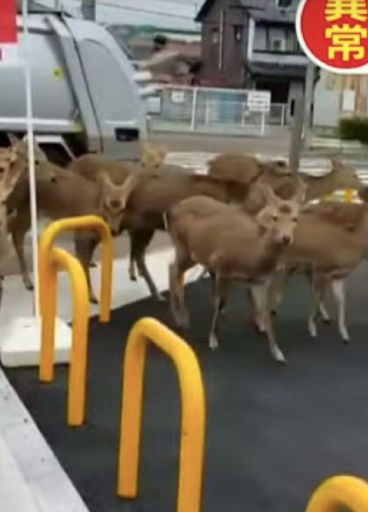 Deer in Japanese city forced to venture outside of parks in search of food as tourist numbers drop – indy100