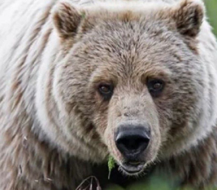 Flathead County Bears emerging from dens across Northwest Montana MTN News 1:51 PM, Mar 30 – KPAX-TV