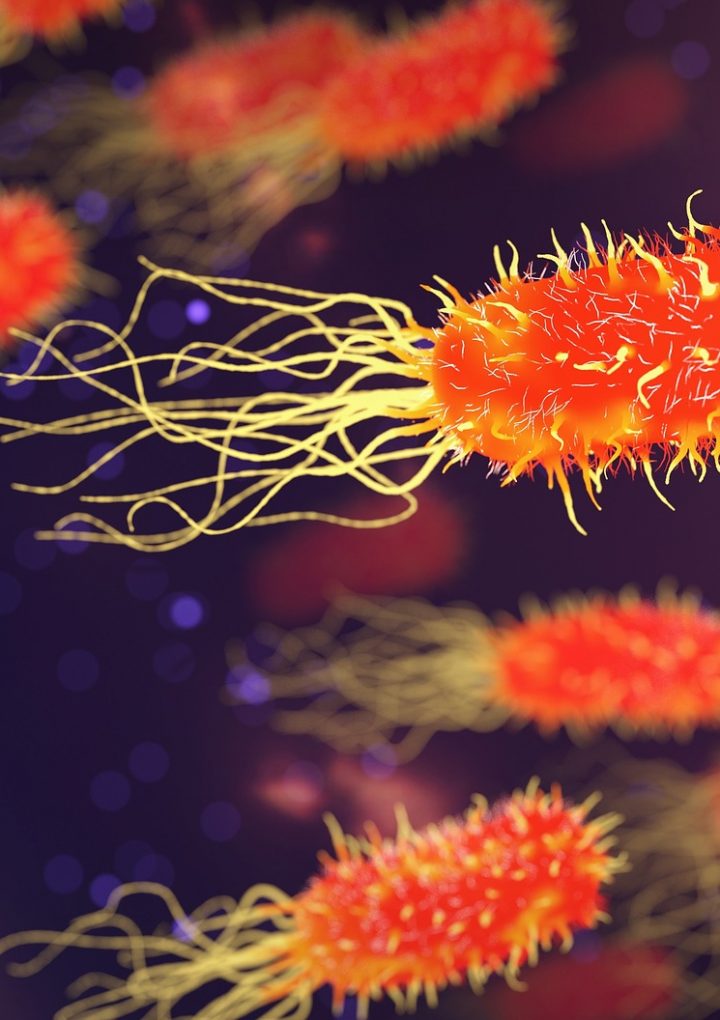 How a Fiber-Rich Plant-Based Diet Keeps Your Gut Microbiome Happy and Healthy – One Green Planet
