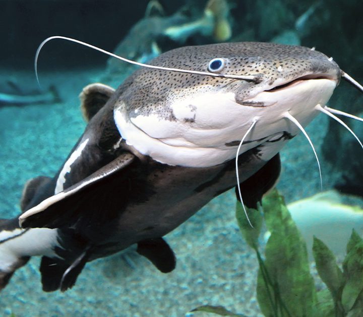 Is Catfish Healthy? Nutrients, Benefits, and More – Healthline