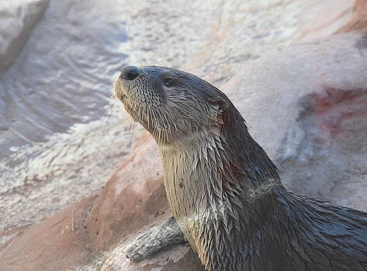 Medicine Park Aquarium & Natural Sciences Center seeks donor assistance – The Lawton Constitution