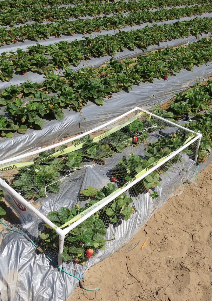 Natural Habitat Around Farms a Win for Strawberry Growers, Birds and Consumers – UC Davis