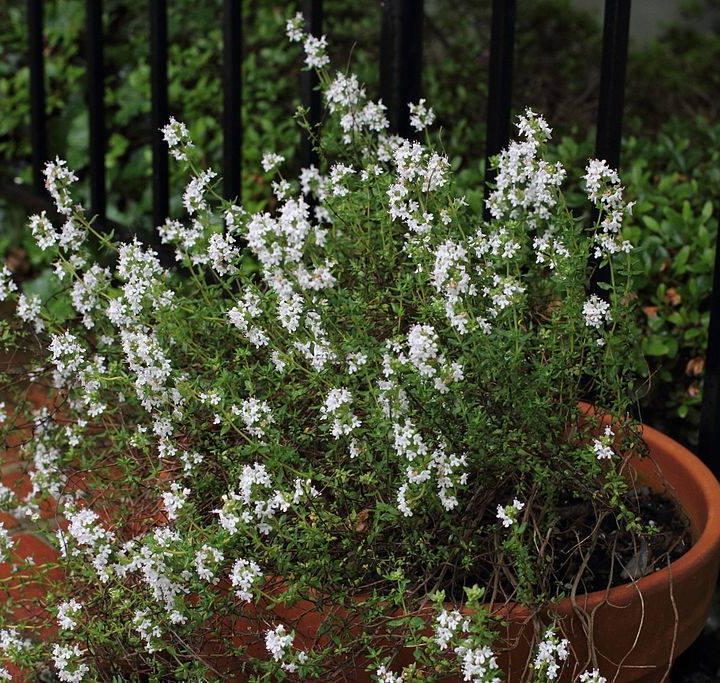 PSJ Garden Club news – Port St. Joe Star