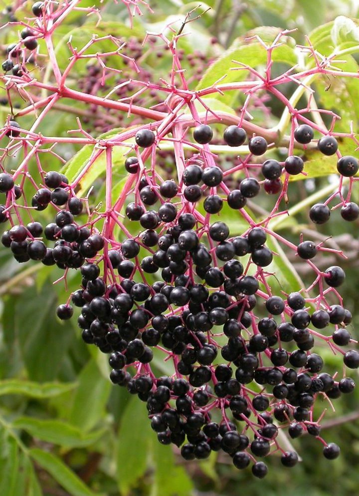 Should I take elderberry supplements to ward off flu, coronavirus? – cleveland.com