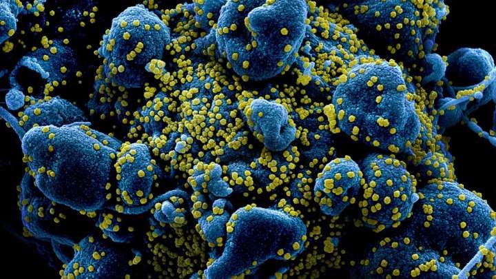 Stability Of Coronavirus Genome Is Good News For Vaccine Development, Scientists Say – IFLScience