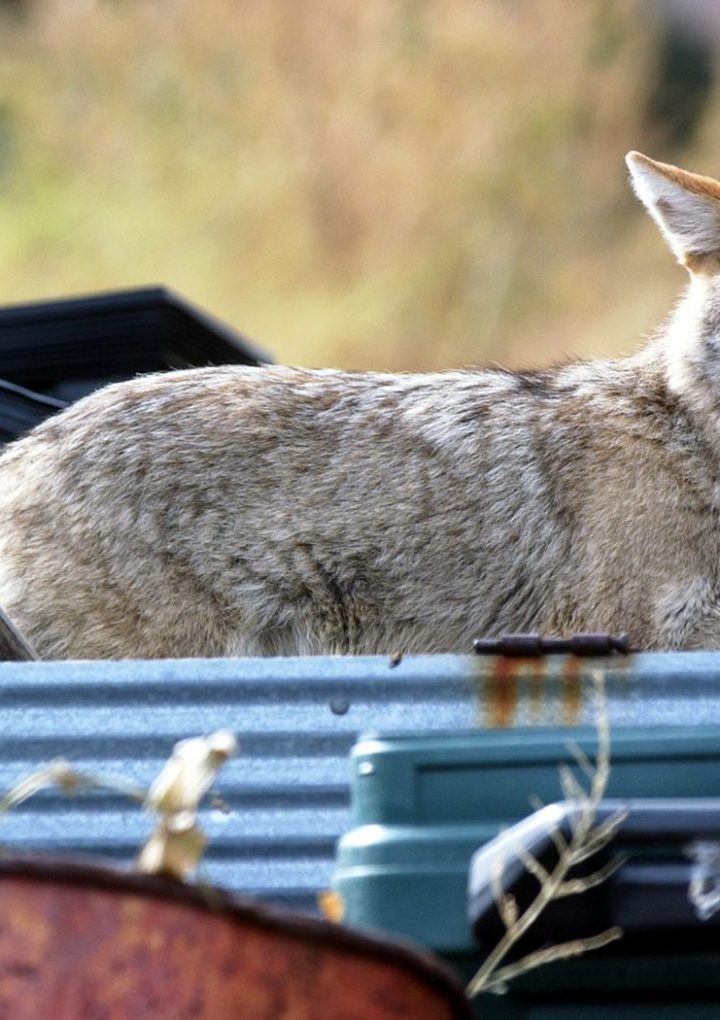 Urban Coyotes Eat a Lot of Garbage—and Cats – Smithsonian.com